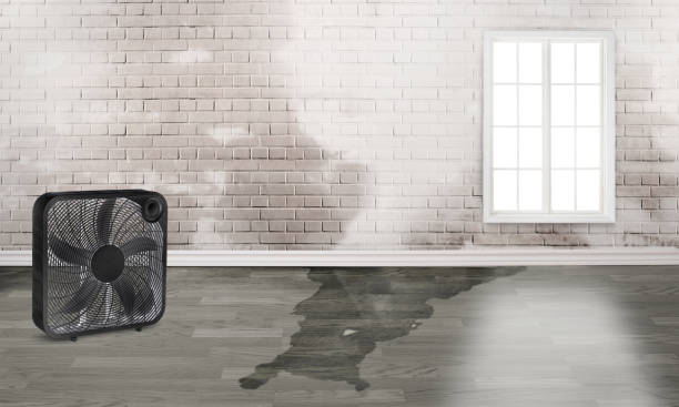 Best Ceiling water damage repair  in Laramie, WY